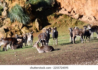 Familia Cornuta - mouflon group of Spain