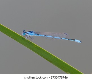 Familiar Bluet perched on vegetation above a pond in West Texas.