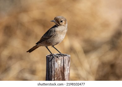 A Familiar Chat In Southern Africa