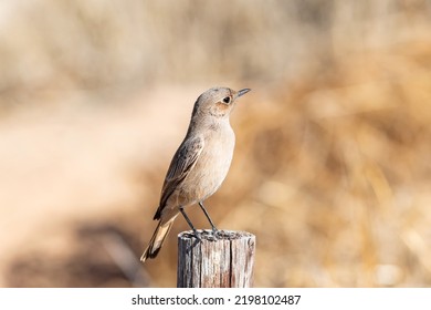 A Familiar Chat In Southern Africa