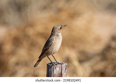 A Familiar Chat In Southern Africa