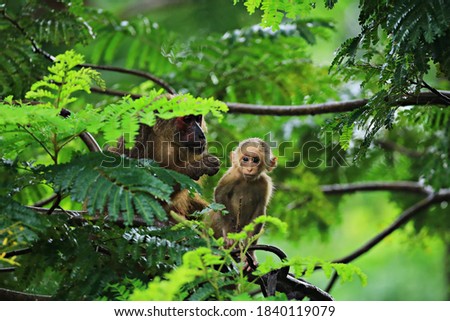 Families of Stump-tailed Macaque (Macaca arctoides) at Khao Krapuk-Khao Tao Mo Wildlife Non-Hunting Area Phetchaburi, Thailand