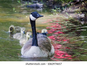 Bernache Du Canada Images Stock Photos Vectors Shutterstock