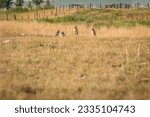 A family of 4 burrowing owls standing watch on the Canadian prairie