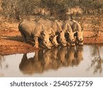 Family of 5 Rhinos drinking at the same time in a Watering hole on a safari in Zimbabwe Africa Rare Photo Reflection in the water 
