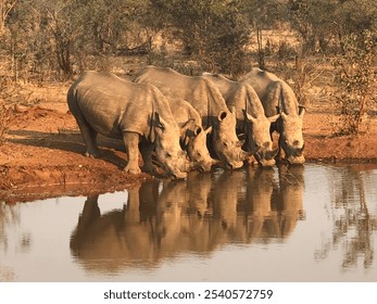 Family of 5 Rhinos drinking at the same time in a Watering hole on a safari in Zimbabwe Africa Rare Photo Reflection in the water 
