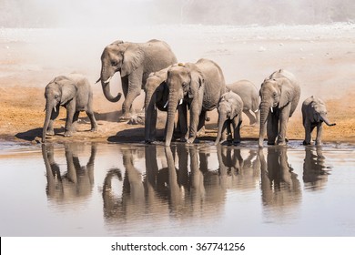 Family of African elephants drinking at a waterhole in Etosha national park. Namibia, Africa.