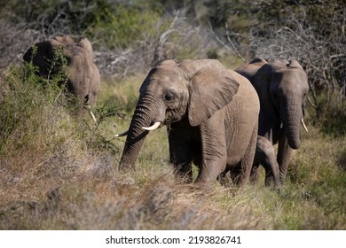 Family Of African Elephants Living The Wildlife Of The African Savannah, These Animals Are The Largest Land Mammals And Are Highly Sought After On Safari, As Well As One Of The Big Five.