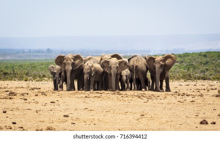 Family of African elephants (Loxodonta africana) at a waterhole, Addo Elephant National Park, South Africa - Shutterstock ID 716394412