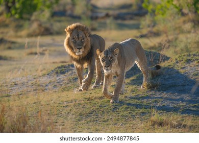 Family of African lion (Panthera leo), male with female lion, Moremi game reserve, Botswana, Captivating images of Africa's lions, Experience the the wild essence of the continent.