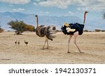 Family of African ostrich (Struthio camelus) with young chicks in nature reserve park, Middle East