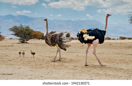 Family Of African Ostrich (Struthio Camelus) With Young Chicks In Nature Reserve Park, Middle East