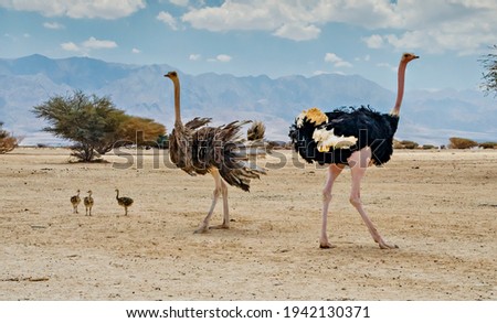 Family of African ostrich (Struthio camelus) with young chicks in nature reserve park, Middle East
