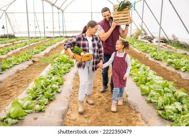 Family, Agriculture And Farmer Parents, Girl And Organic Vegetable Produce In A Greenhouse In Spring. Happy Mother, Father And Child Carrying Box Of Vegetables On Farming Business Or Nutrition Garden