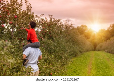 Family Apple Picking