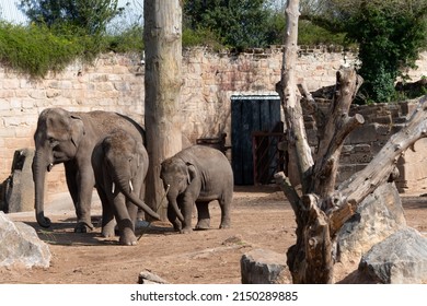 Family Of Asian Elephants In Chester Zoo