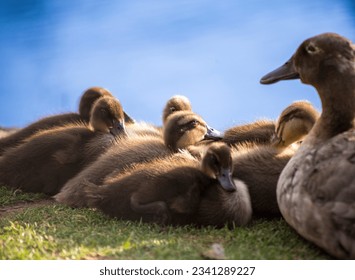 A family of baby duck fledglings huddled together as mom looks over and fuzzy feathers
