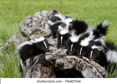 Family of Baby Skunks