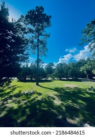 Family Backyard Surrounded By Trees In The Summer Time Heat With Clear Skies