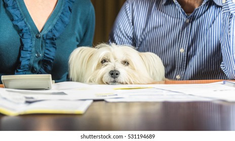 Family Bankrupt. Unhappy Dog Is Looking At The Camera While His Owners Argue Over Money Issues