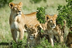 A Family Of Beautiful Lions On A Field Ear Grovnor Camp On The Maria Mara, Kenya