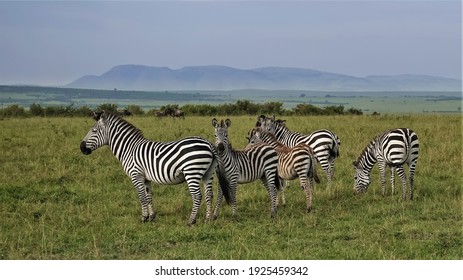 A family of beautiful striped zebras stands on the green grass of the savannah. Wildebeests graze in the distance. Against the background of the sky, the outlines of the mountains. Kenya. Masai Mara  