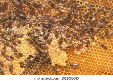 Family Bees Gather Carry Honey Waxen Stock Photo 1082056085 | Shutterstock