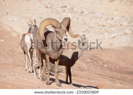A family of Bighorn sheep In Zion National Park