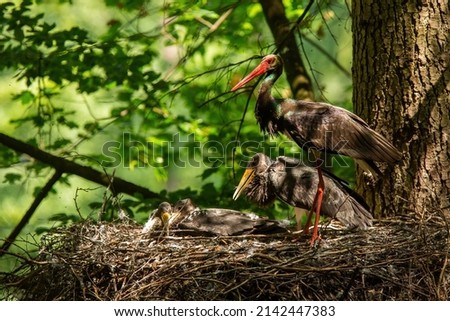 Family of black stork nesting on tree in summer nature