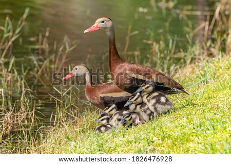 Family of black-bellied whistling ducks including two adults and 5 ducklings.