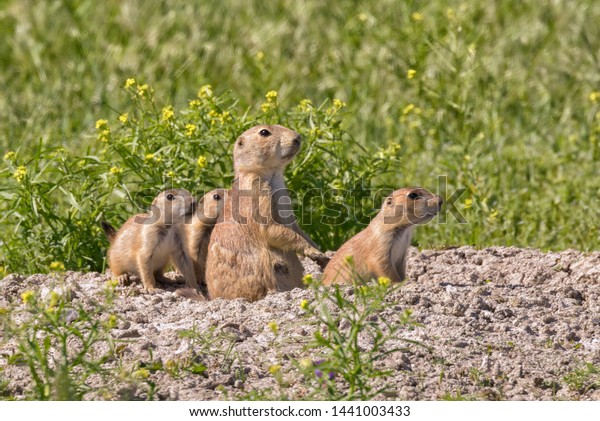 Family of  black-tailed prairie\
dogs are  around hole at the grasslands of Roberts Prairie Dog\
Town