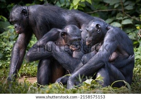 A family of bonobo monkeys in the Democratic Republic of the Congo