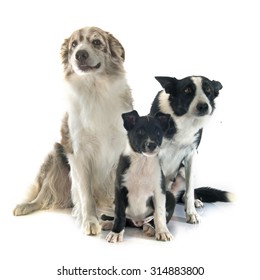 Family Border Collier In Front Of White Background