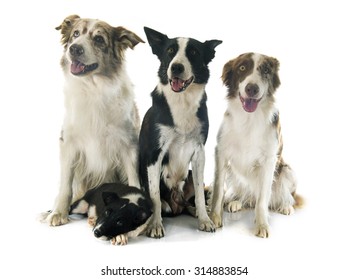 Family Border Collier In Front Of White Background