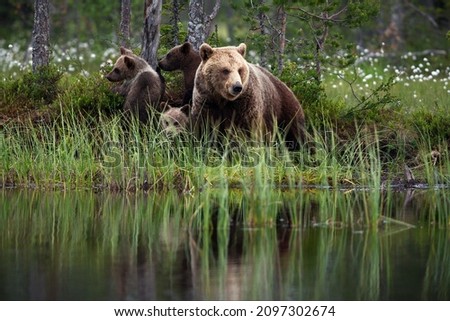 Similar – Braunbär Abenteuer