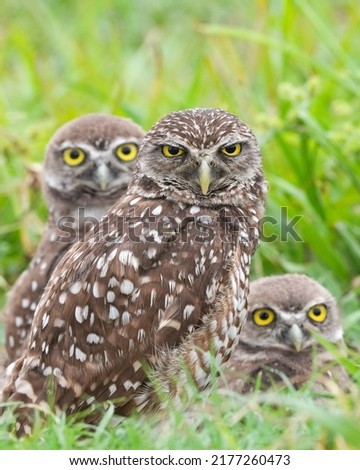 A Family of Burrowing Owls in Florida