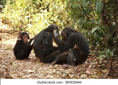 Family Business Chimps Grooming Each Other