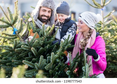 Family Buying Christmas Tree On Market Taking It Home