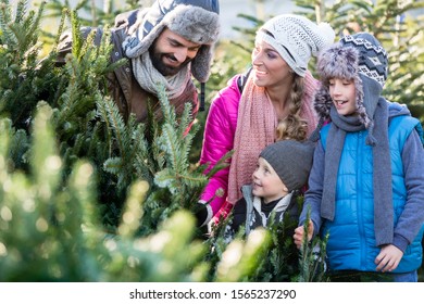 Family Buying Christmas Tree On Market Taking It Home