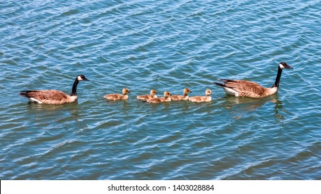 Family Of Canada Geese Swimming In The Back Bay In Newport Beach California In Spring