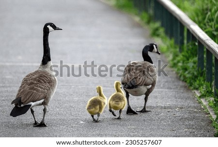 A family of Canada geese with two goslings in a park in Kent, UK. The geese are walking away on a path. Canada goose (Branta canadensis) in Kelsey Park, Beckenham, Greater London.