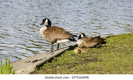 Family Of Canada Goose Next To Pond - Stanley Park