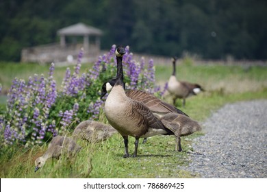 Family Of Canadian Geese With Babies Walking And Searching For Food During Spring Season At The Nisqually National Wildlife Refuge, WA. 