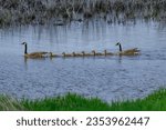 A Family of Canadian Geese swim in a marsh by the Boardwalk at Magee Marsh Wildlife Area, near Oak Harbor, Ohio.