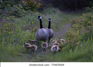 Family Of Canadian Geese Walking And Looking For Food During Spring Season, Steilacoom, Washington. 