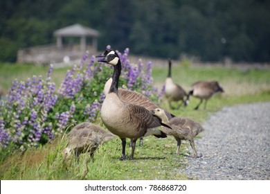 Family Of Canadian Geese With Young Goslings Searching For Food During Spring Season At The Nisqually National Wildlife Refuge, WA. 