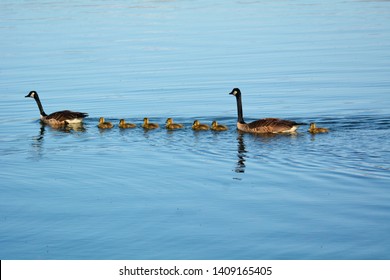 A family of Canadian Honker Geese, with young goslings, swim in Seven Lake, at Seven Lakes State Park, Holly, Michigan. - Shutterstock ID 1409165405