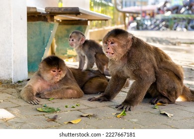 A family of capuchin monkeys that seem upset and angry on the street - Shutterstock ID 2227667181