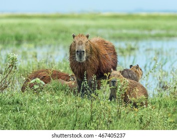 Family Of The Capybara In The El Cedral - Los Llanos, Venezuela, South America.