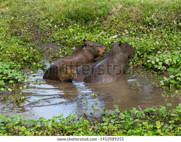 Family Capybaras Bathing Mud Wetland Stock Photo 1452989255 | Shutterstock